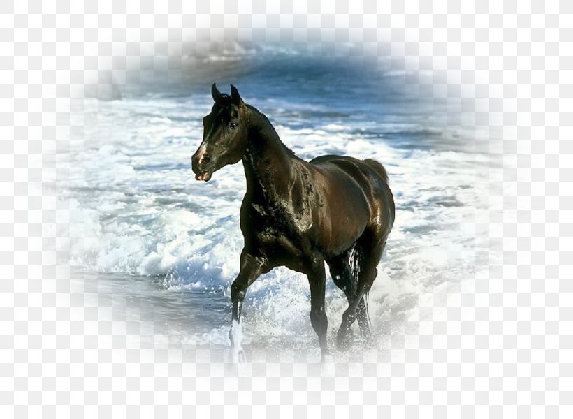 Shire Horse Horseland Mare Stallion Black, PNG, 800x600px, Shire Horse, Animal, Beach, Black, Bridle Download Free
