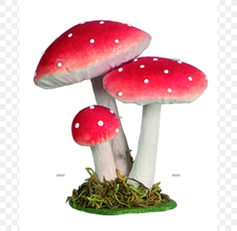 Amanita Muscaria Fungus Agaric Yellow Mushroom, PNG, 800x800px, Amanita Muscaria, Agaric, Amanita, Autumn, Autumn Leaf Color Download Free