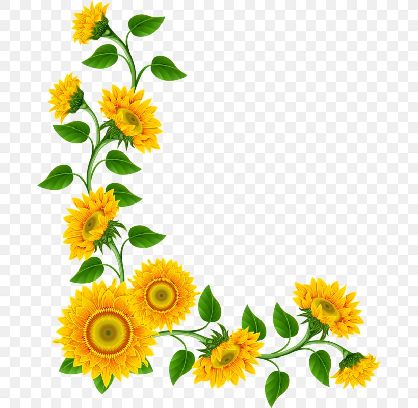 Common Sunflower Clip Art, PNG, 673x800px, Common Sunflower, Annual Plant, Calendula, Computer Font, Cut Flowers Download Free