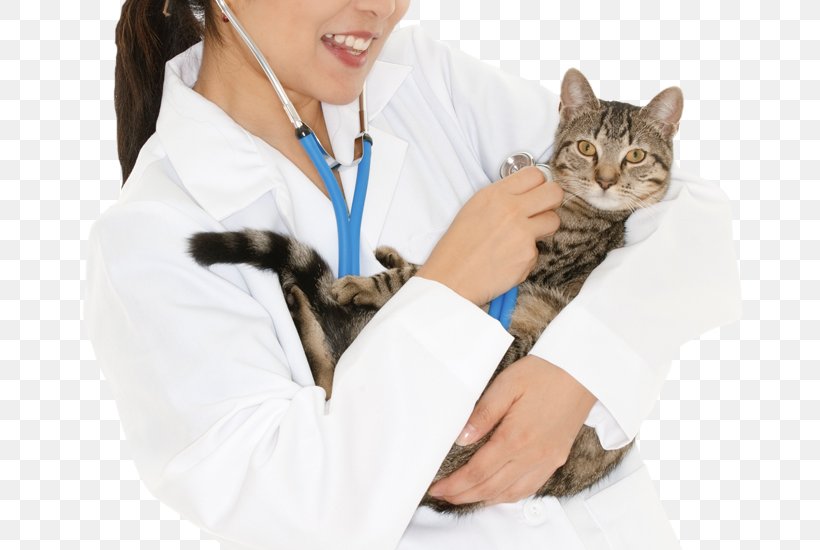 Kitten Cat Stethoscope, PNG, 700x550px, Kitten, Arm, Cat, Cat Like Mammal, Mammal Download Free