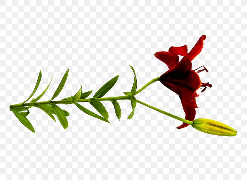 Cut Flowers Lilium Petal Red, PNG, 800x600px, Flower, Branch, Bud, Cut Flowers, Flora Download Free