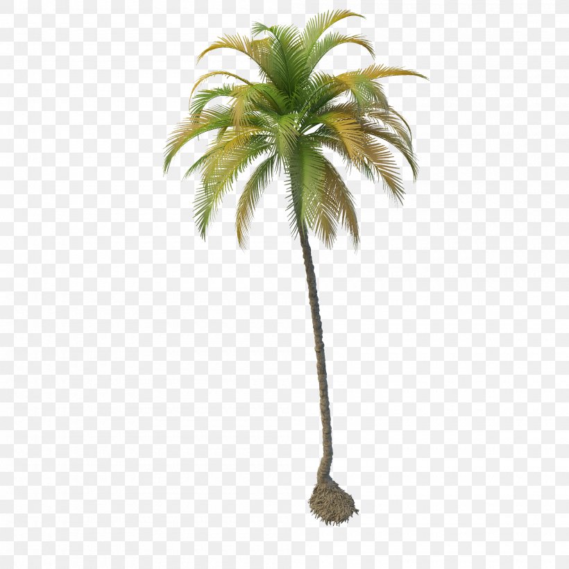 Coconut Tree, PNG, 2000x2000px, Coconut, Arecaceae, Arecales, Color, Flowerpot Download Free