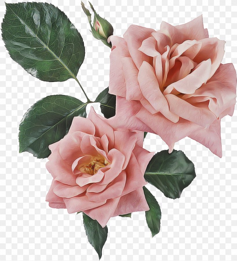 Garden Roses, PNG, 1092x1200px, Flower, Floribunda, Garden Roses, Hybrid Tea Rose, Petal Download Free