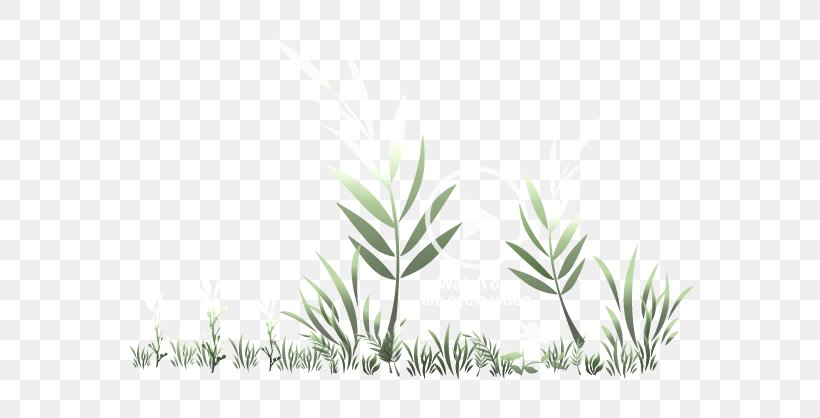 Grasses Plant Stem Leaf Commodity Branching, PNG, 630x418px, Grasses, Branch, Branching, Commodity, Family Download Free