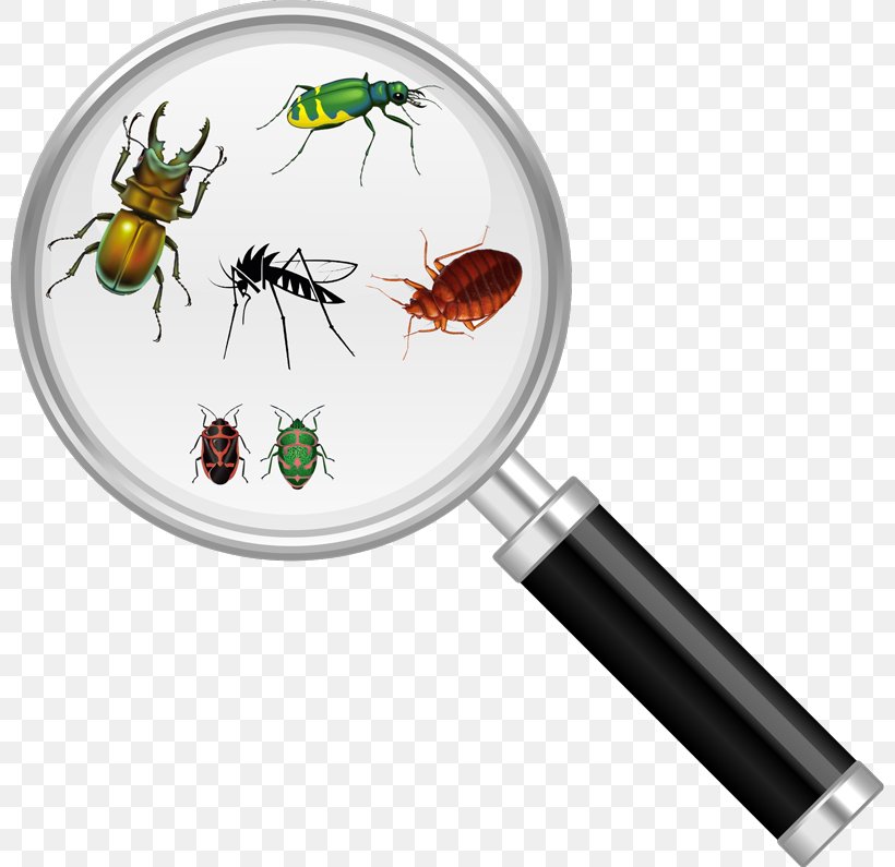Insect Cockroach Pest Control Magnifying Glass, PNG, 800x795px, Insect, Bed Bug, Bed Bug Control Techniques, Bee Removal, Cockroach Download Free