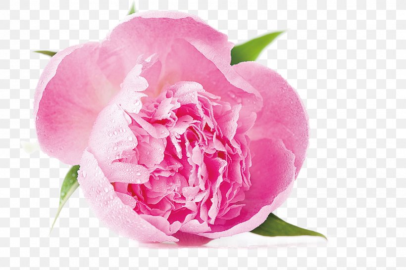 Peony Cabbage Rose Stock Photography Royalty-free Shutterstock, PNG, 1327x885px, Peony, Bud, Cabbage Rose, Cut Flowers, Flower Download Free
