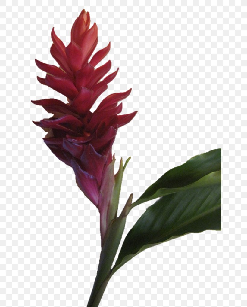 Petal Cut Flowers Plant Stem Flowering Plant, PNG, 650x1022px, Petal, Cut Flowers, Flower, Flowering Plant, Magenta Download Free