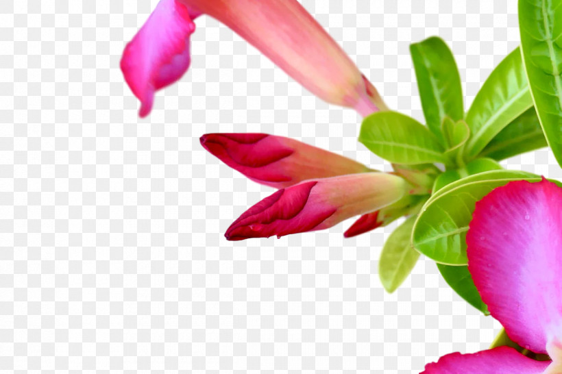 Plant Stem Flower Petal Bud Herbaceous Plant, PNG, 1200x800px, Plant Stem, Biology, Bud, Closeup, Flower Download Free