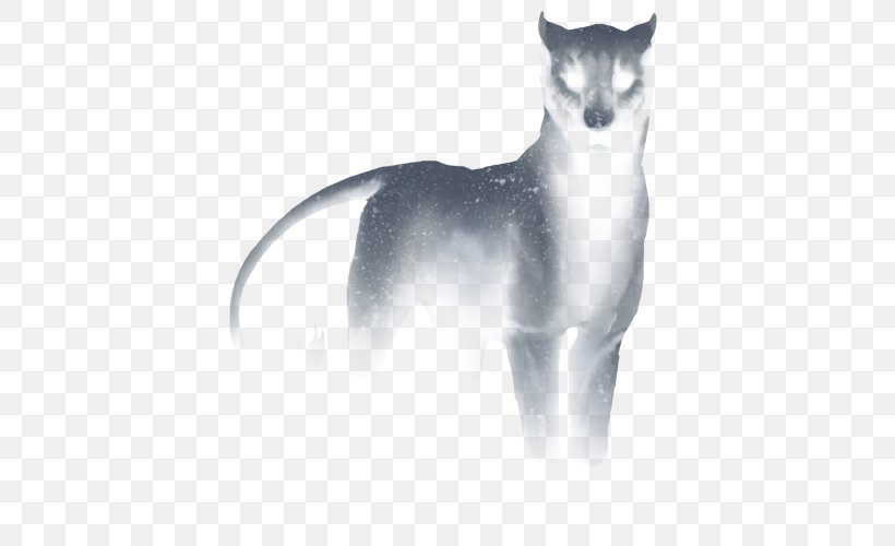 Whiskers Cat Snout Tail White, PNG, 640x500px, Whiskers, Black And White, Carnivoran, Cat, Cat Like Mammal Download Free