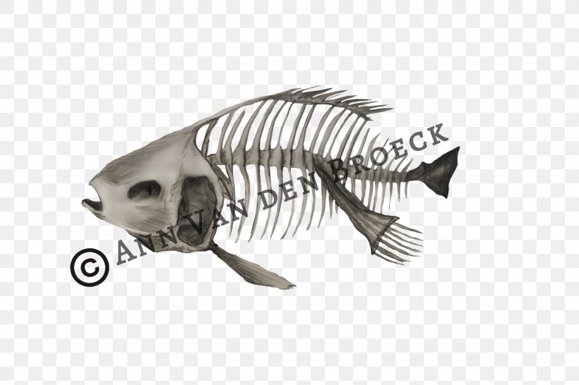 Fish .cf Tail Font, PNG, 1600x1066px, Fish, Fauna, Skeleton, Tail Download Free