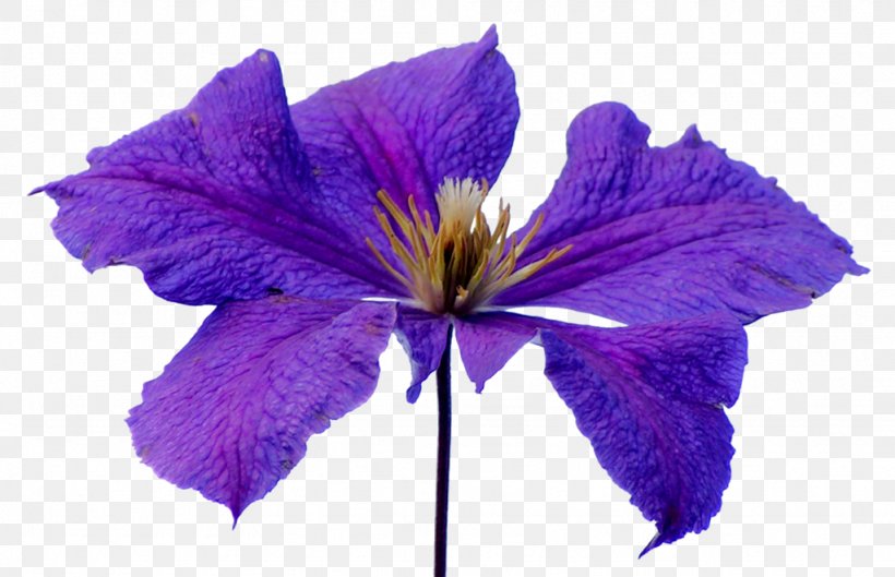 Flower Petal Purple, PNG, 1024x661px, Flower, Flowering Plant, Iris, Leather Flower, Lilac Download Free