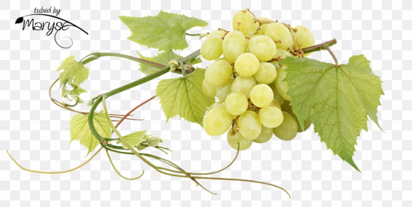 Sultana Common Grape Vine Seedless Fruit Juice, PNG, 930x469px, Sultana, Auglis, Common Grape Vine, Drink, Food Download Free
