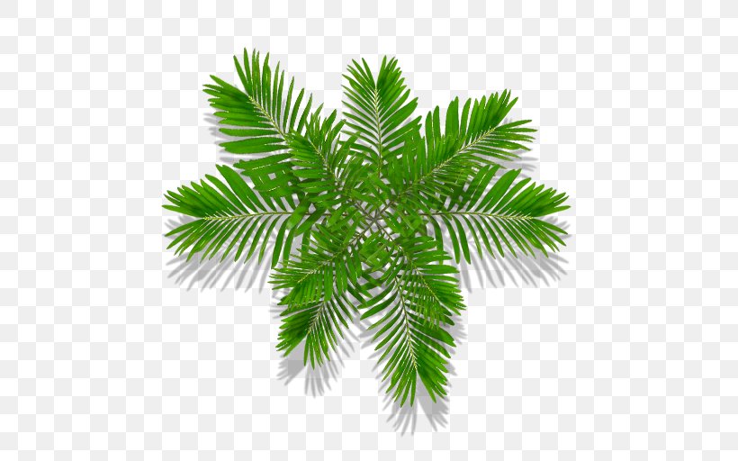 Arecaceae Conifers Leaf Tree, PNG, 512x512px, Arecaceae, Arecales, Borassus Flabellifer, Branch, Cedar Download Free