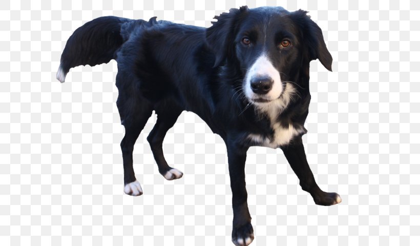 Border Collie, PNG, 640x480px, Dog, Borador, Border Collie, Companion Dog, Dog Breed Download Free