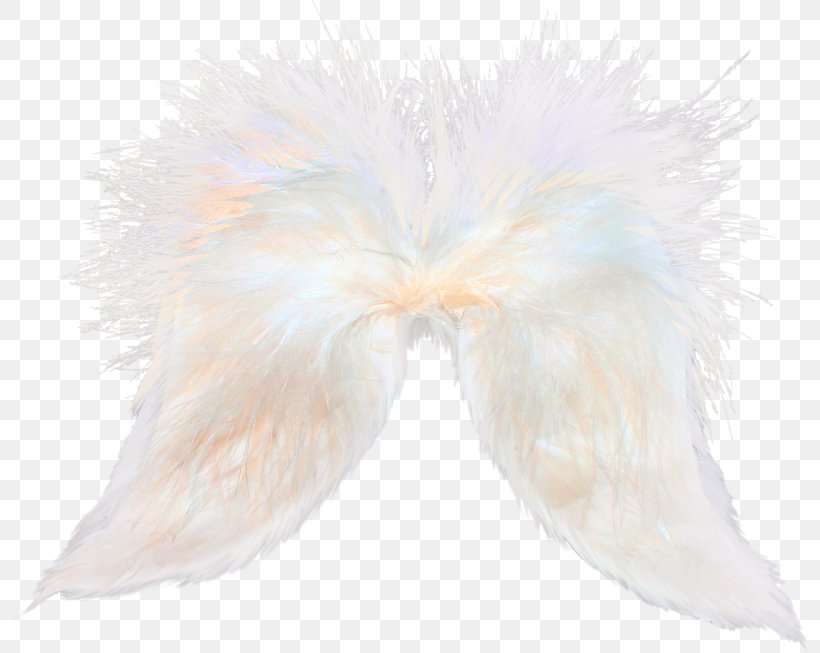 Feather Flight Bird, PNG, 800x653px, Feather, Aile, Angel, Bird, Flight Download Free