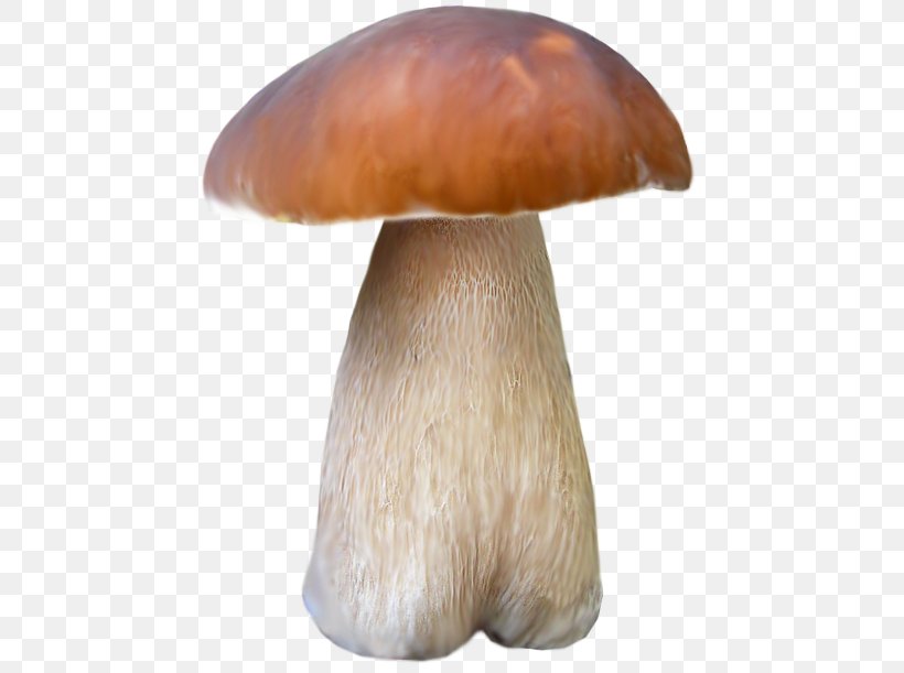 Pleurotus Eryngii Mushroom Brown Google Images, PNG, 462x611px, Pleurotus Eryngii, Brown, Edible Mushroom, Food, Google Images Download Free