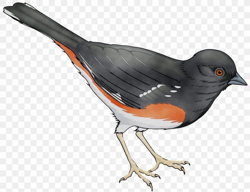 Bird Homing Pigeon Pigeons And Doves Passerine Clip Art, PNG, 3352x2580px, Bird, Art, Beak, Blackbird, Cattle Egret Download Free