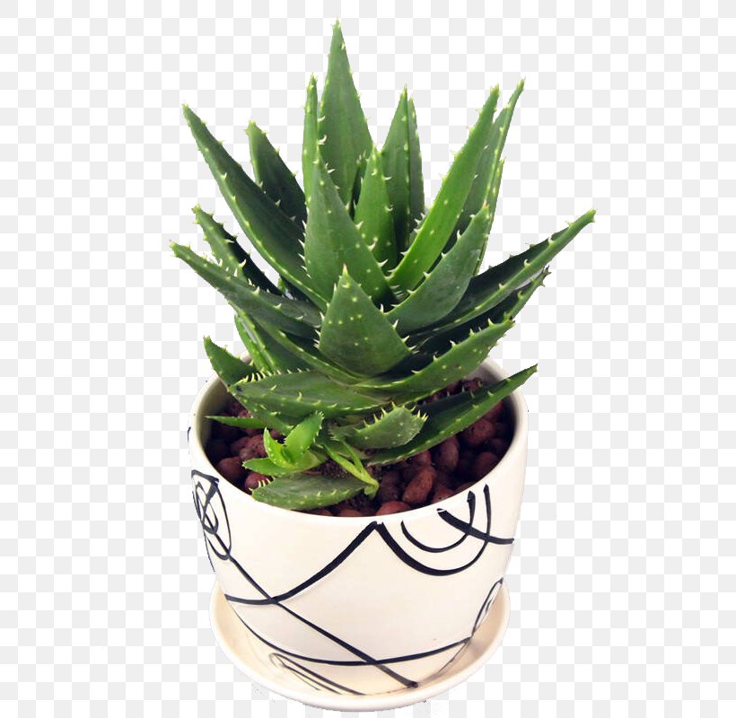 Aloe Vera Plant Euclidean Vector Gel, PNG, 800x800px, Aloe Vera, Aloe, Flower, Flowerpot, Gel Download Free