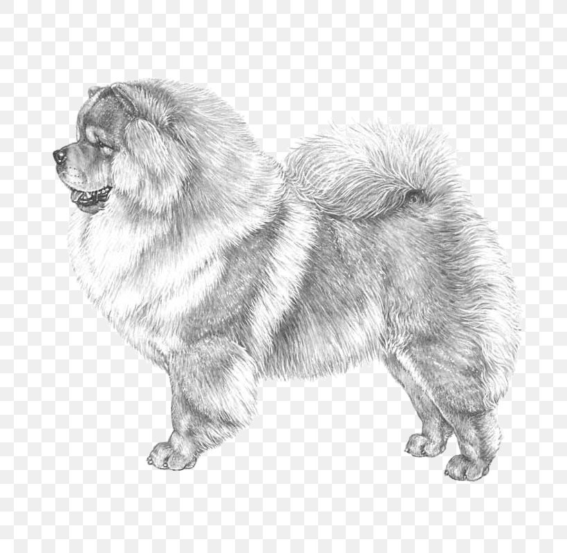 Dog Breed Chow Chow Companion Dog Akita Basenji, PNG, 800x800px, Dog Breed, Akita, Ancient Dog Breeds, Basenji, Black And White Download Free