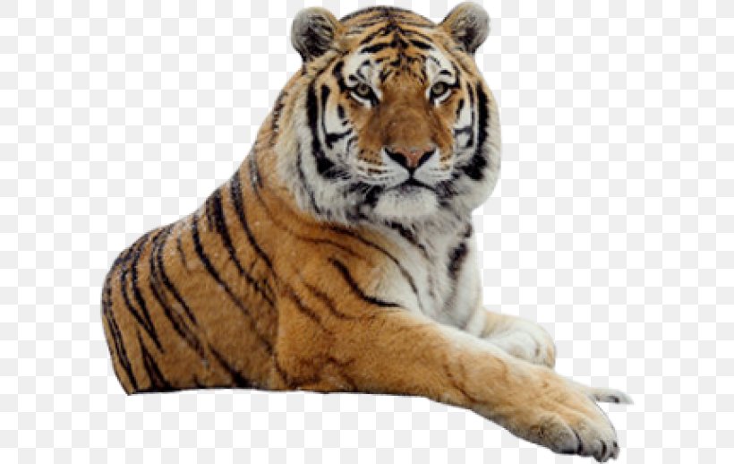 Tiger Cat Lion Image, PNG, 600x518px, Tiger, Animal, Animal Figure, Bengal Tiger, Big Cats Download Free