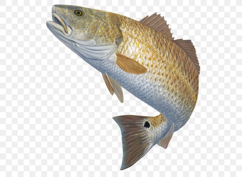 Bass Fishing Red Drum Fly Fishing, PNG, 557x600px, Fishing, Barramundi, Bass, Bass Fishing, Bony Fish Download Free
