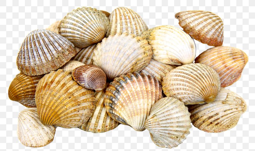 Cockle Seashell Mollusc Shell, PNG, 800x486px, Cockle, Animal Source Foods, Bivalvia, Clam, Clams Oysters Mussels And Scallops Download Free