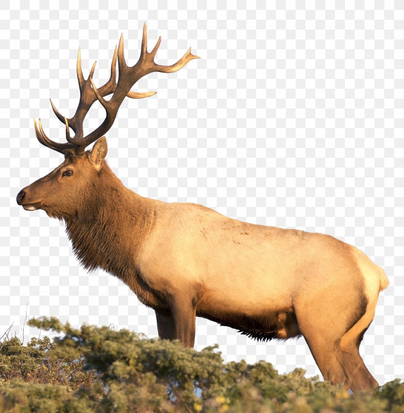 Elk White-tailed Deer Reindeer Hunting, PNG, 1431x1464px, Elk, Animal, Antler, Book, Deer Download Free