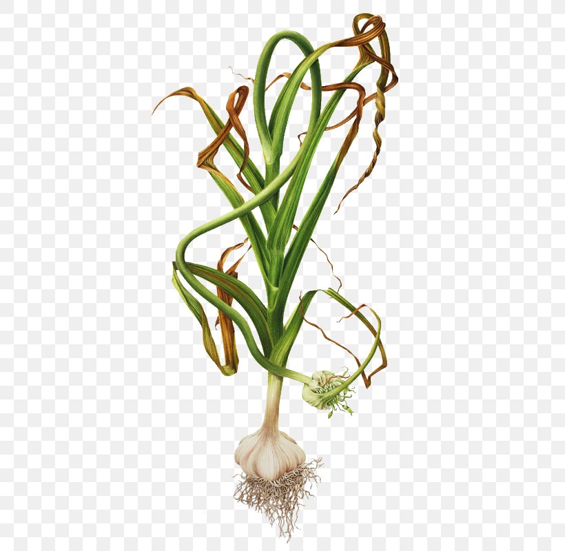 Garlic Botanical Illustration Botany Onion, PNG, 400x800px, Garlic, Allium, Art, Botanical Illustration, Botany Download Free