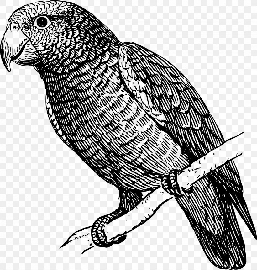 Parrot Budgerigar Drawing Clip Art, PNG, 1219x1280px, Parrot, Beak, Bird, Bird Of Prey, Black And White Download Free
