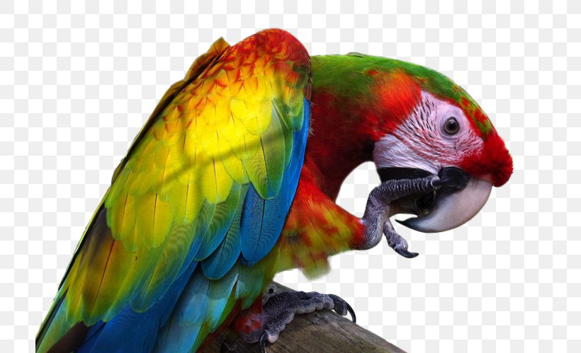 Great Green Macaw Lovebird Parrot, PNG, 720x499px, Macaw, Beak, Bird, Blueandyellow Macaw, Common Pet Parakeet Download Free