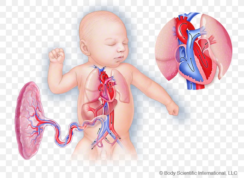 Homo Sapiens Human Behavior Shoulder Infant Toddler, PNG, 800x600px, Watercolor, Cartoon, Flower, Frame, Heart Download Free