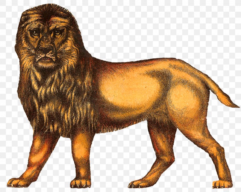 Lion Tiger Circus Drawing Clip Art, PNG, 1600x1279px, Lion, Art, Big Cats, Carnivoran, Cat Like Mammal Download Free