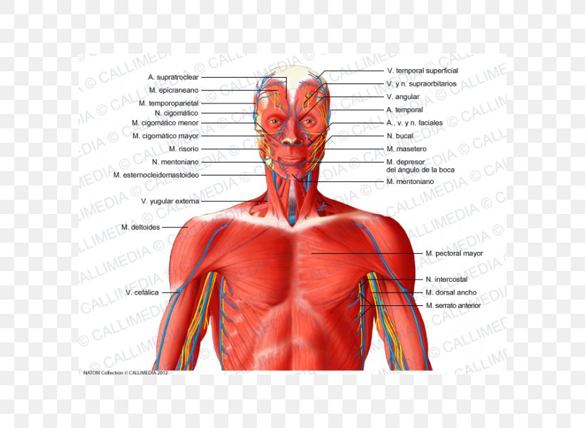 Muscular System Neck Blood Vessel Muscle Human Anatomy, PNG, 600x600px, Watercolor, Cartoon, Flower, Frame, Heart Download Free
