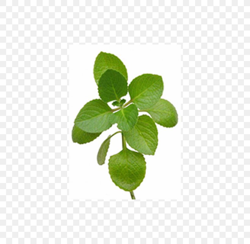 Oregano Herb Mexican Mint Leaf Thyme, PNG, 800x800px, Oregano, Arugula, Balsamic Vinegar, Herb, Herbalism Download Free
