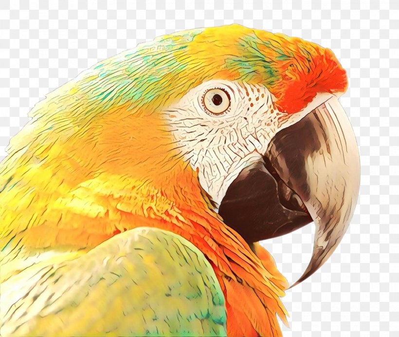 Bird Parrot, PNG, 1350x1140px, Macaw, Amazon Parrot, Animal, Beak, Bird Download Free
