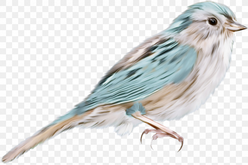 Feather, PNG, 1280x854px, Bird, Beak, Feather, Finch, Perching Bird Download Free