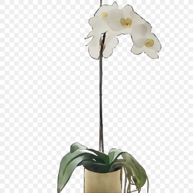 Moth Orchids Cut Flowers Plant Stem, PNG, 1080x1080px, Moth Orchids, Cattleya, Cut Flowers, Dendrobium, Flower Download Free