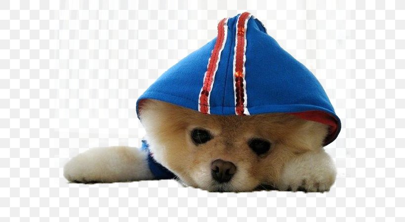 Pomeranian Puppy Boo Cuteness Pet, PNG, 600x450px, Watercolor, Cartoon, Flower, Frame, Heart Download Free