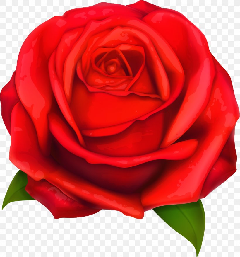 Beach Rose Red, PNG, 1081x1157px, Beach Rose, Advertising, China Rose, Close Up, Cut Flowers Download Free