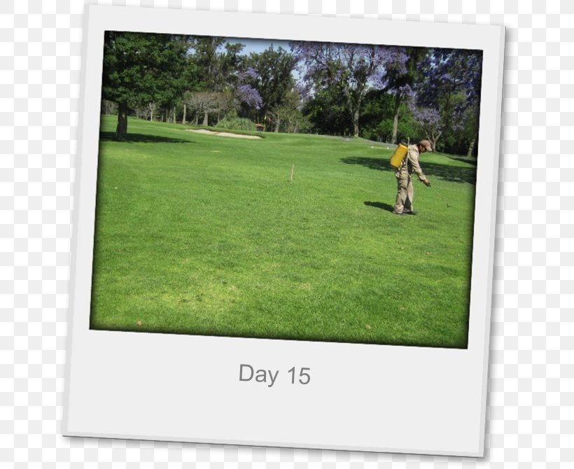 Golf Clubs Landscape Land Lot Picture Frames, PNG, 656x670px, Golf, Golf Club, Golf Clubs, Golf Equipment, Grass Download Free