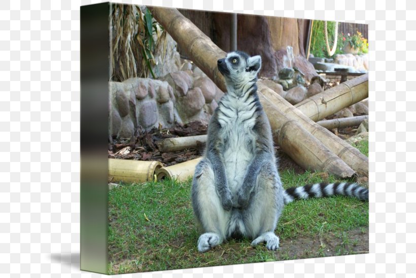 Lemurs Imagekind Art Fauna Wildlife, PNG, 650x549px, Lemurs, Animal, Art, Canvas, Fat Download Free