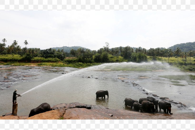 Sri Lanka Water Resources Elephantidae Water Well Loch, PNG, 1024x682px, Sri Lanka, Bank, Elephantidae, Floodplain, Inlet Download Free