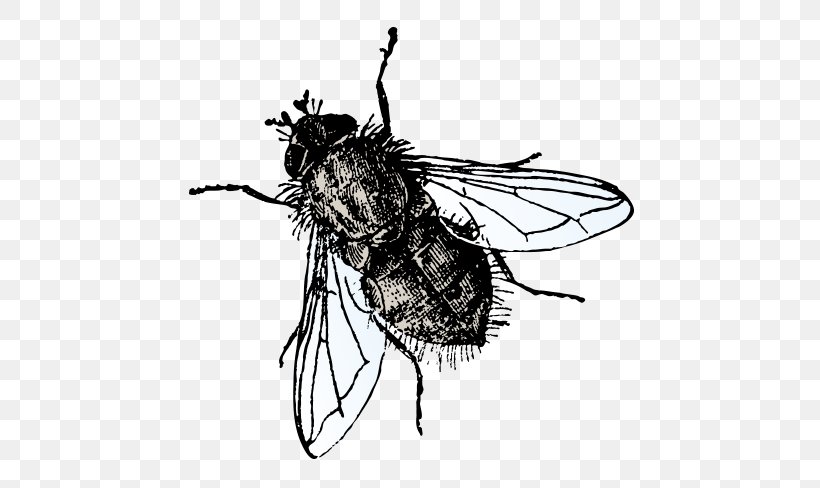 Insect Microsoft PowerPoint Fly Presentation Slide, PNG, 600x488px, Insect, Arthropod, Bee, Black And White, Fly Download Free
