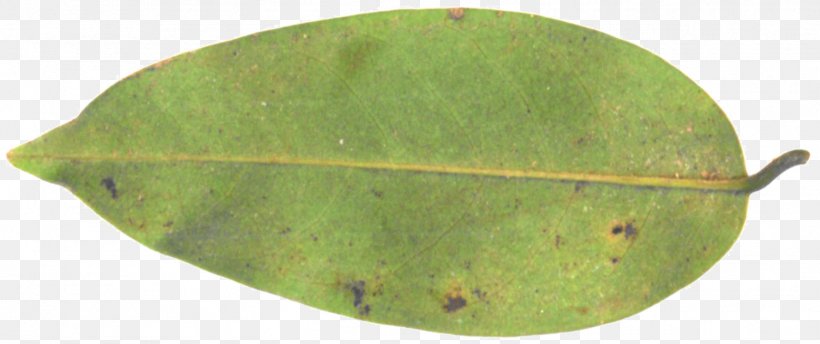 Plant Pathology Leaf, PNG, 1553x652px, Plant Pathology, Green, Leaf, Pathology, Plant Download Free