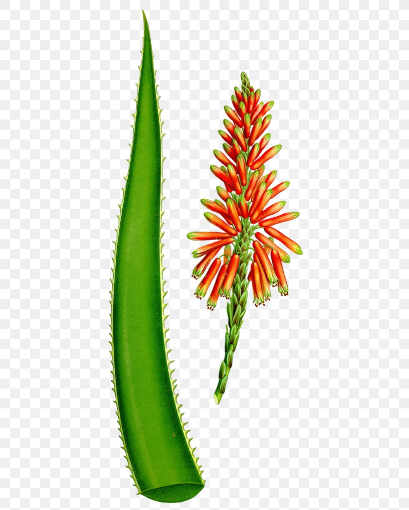 Aloe Vera Painting Stock Photography, PNG, 434x1024px, Aloe Vera, Aloe, Calligraphy, Chinese Painting, Flowerpot Download Free
