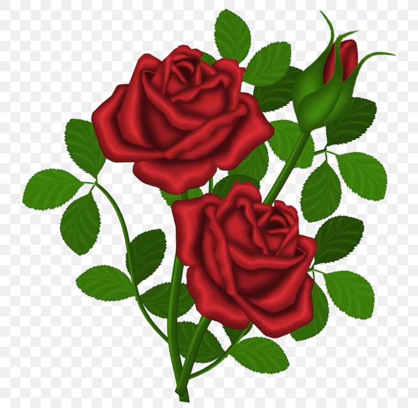 Clivia Miniata Rose Shrub Clip Art, PNG, 758x800px, Clivia Miniata, Clivia, Cut Flowers, Flora, Floral Design Download Free