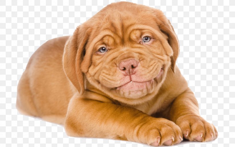Dogue De Bordeaux Puppy English Mastiff Tibetan Mastiff Greeting & Note Cards, PNG, 1600x1000px, Dogue De Bordeaux, Birthday, Breed, Carnivoran, Companion Dog Download Free