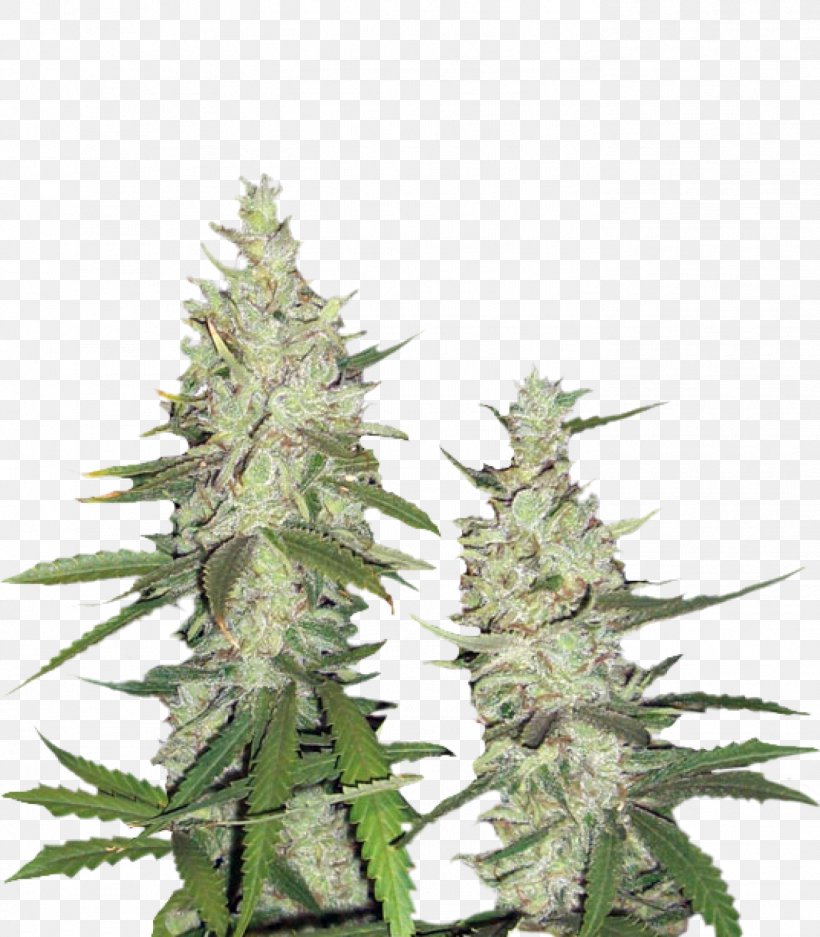 Hemp Feminized Cannabis Seed Instagram Cultivar, PNG, 1399x1600px, Hemp, Broadcaster, Cannabis, Cash On Delivery, Cultivar Download Free