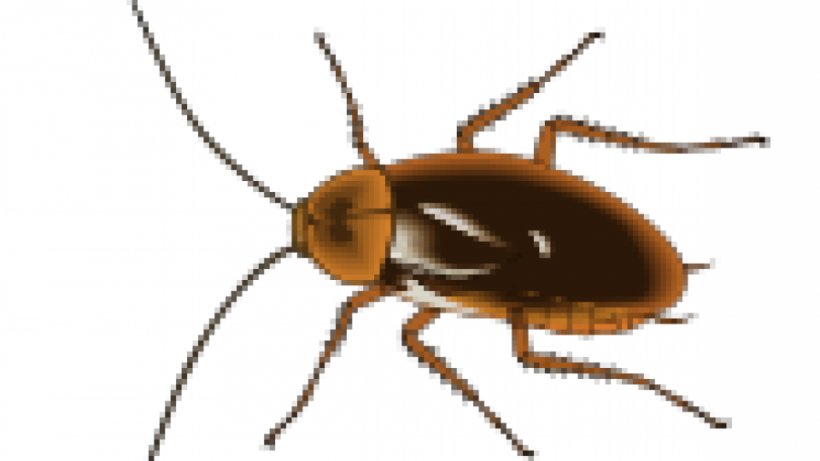 Cockroach Pest Control Insect Clip Art, PNG, 960x540px, Cockroach, American Cockroach, Arthropod, Beetle, Blattella Asahinai Download Free