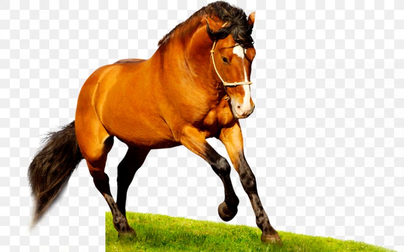 quarter horse wallpaper